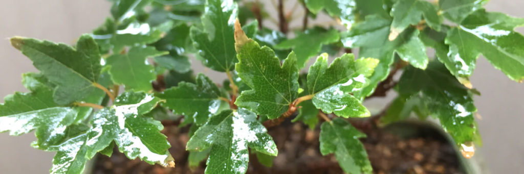 楓 カエデ 盆栽も紅葉せず 葉先が茶色になり始めているのは単なる冬枯れの兆候か 盆栽 Boooks