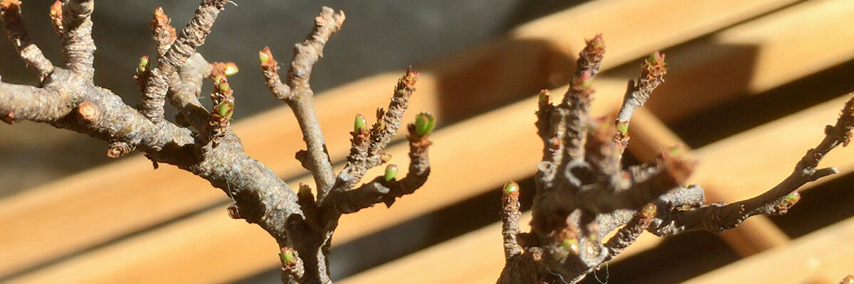 長寿梅 盆栽 冬を無事に越えて芽吹き始めました 盆栽 Boooks