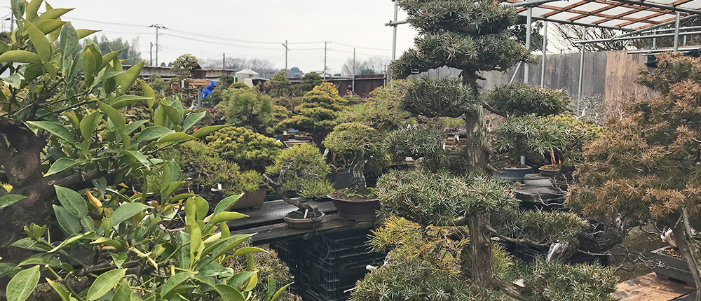 千葉県の盆栽販売所 やよい園共販センター に行ってきた 優しいスタッフのお爺さんに樹を選んでもらった 盆栽 Boooks